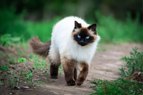 himalaya-katze-geht-auf-gras himalaya katze