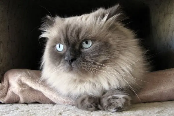 ägyptische-mau4 Eine Katze liegt in einer weißen Decke und schaut in die Kamera