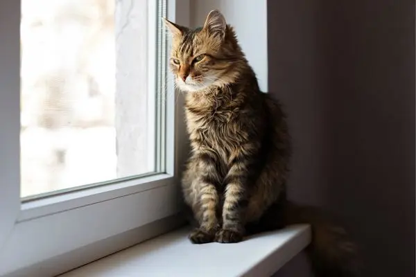 katze allein lassen2 Katze sitzt auf der Fensterbank und schaut aus dem Fenster