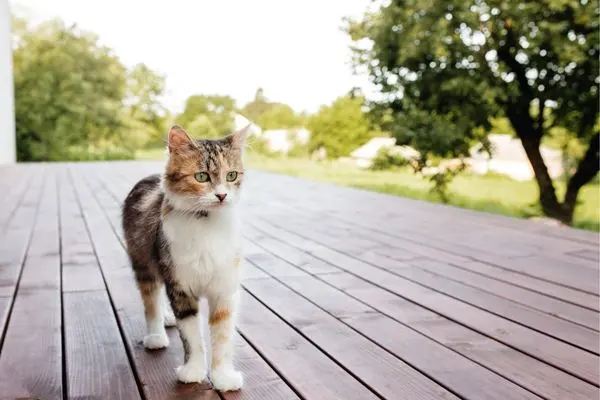 katze allein lassen4 Katze läuft alleine über die Terrasse