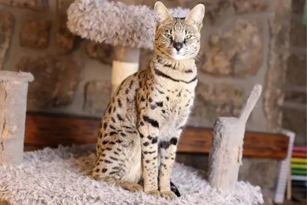 ägyptische-mau3 Eine Katze liegt auf einer Straße im Hintergrund ist ein Haus