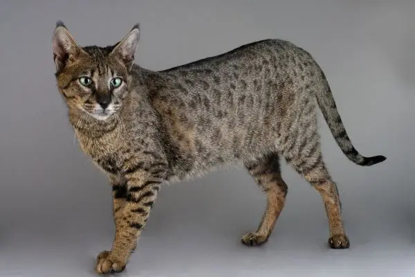 ägyptische-mau5 Katze sitzt vor einem grauen Hintergrund