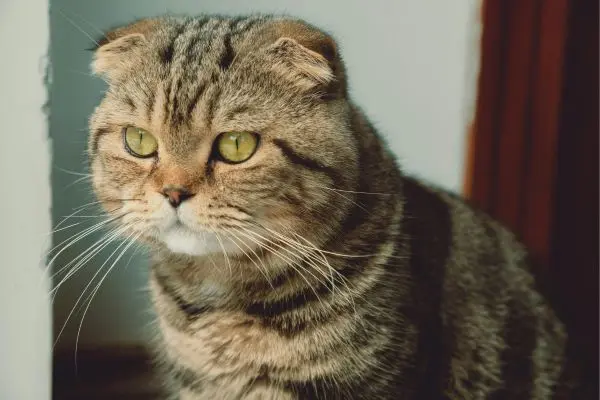 scottish-fold-katze-sitzt-seitlich-und-schaut-nach links Scottish Fold sitzt seitlich und schaut nach links