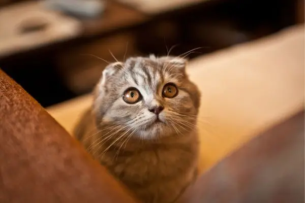 ägyptische-mau4 Eine Katze liegt in einer weißen Decke und schaut in die Kamera