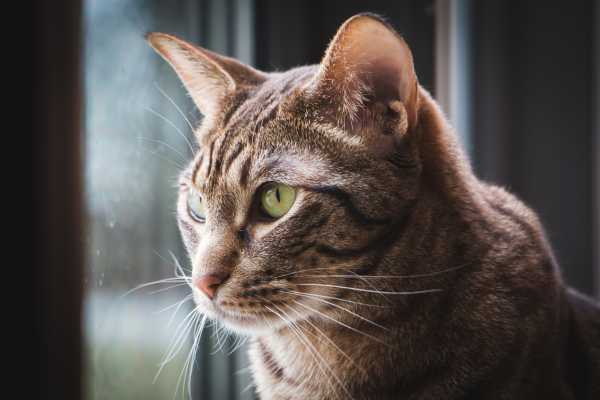 Ocicat schaut aus dem Fenster