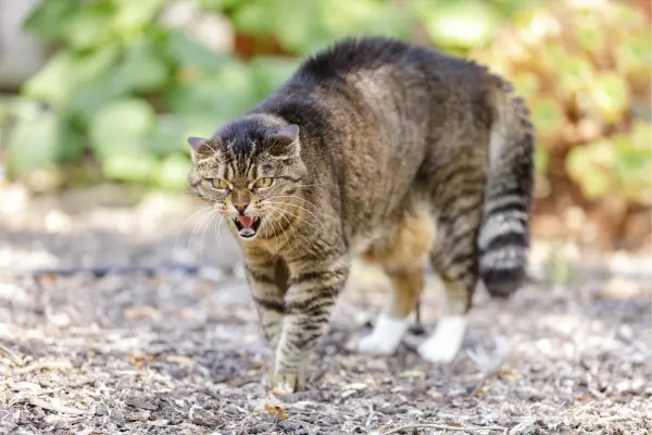 Kater greift Katze an 1 Kater greift Katze an - Katze faucht und macht einen buckel