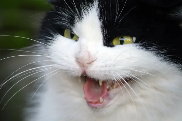 Kater greift Katze an 2 Kater greift Katze an - Nahaufnahme von einem Katzenkopf