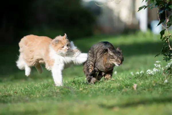 Kater greift Katze an 4 Kater greift Katze an