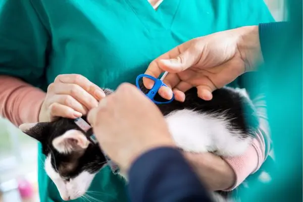 Katze beim Artzt Katze auf dem Arm einer Krankenschwester wird mit einer blauen Spritze geimpft