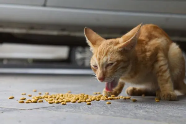Katze kotzt 3 Katze erbricht: orangene Katze erbricht über ihrem Futter