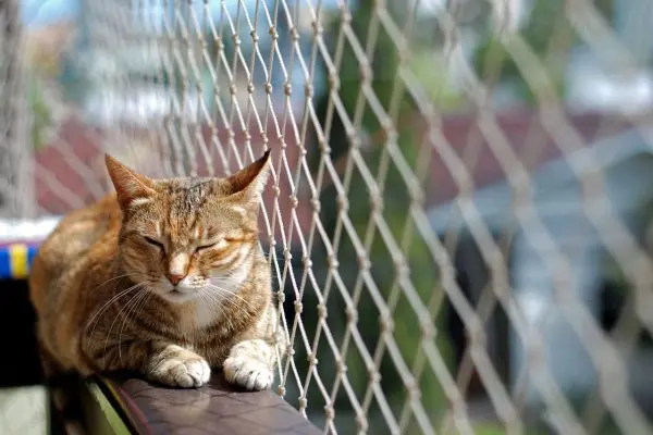 Katzennetz Balkon Katzennetz Balkon - Katze liegt neben einem Katzennetz