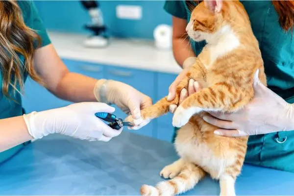 Krallen schneiden bei Katzen: Katze sitzt auf Arzttisch, wird gehalten und bekommt von einer Frau mit Handschuhen die Krallen geschnitten