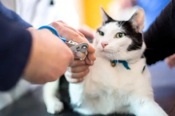 Krallen schneiden bei Katzen: schwarz-weiße Katze liegt auf dem Tisch und kriegt die Pfote zum Krallenschneiden gehalten
