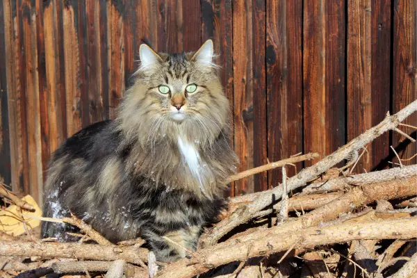 Norwegische Waldkatze 1 Norwegische Waldkatze sitzt auf einem Häufen mit Ästen