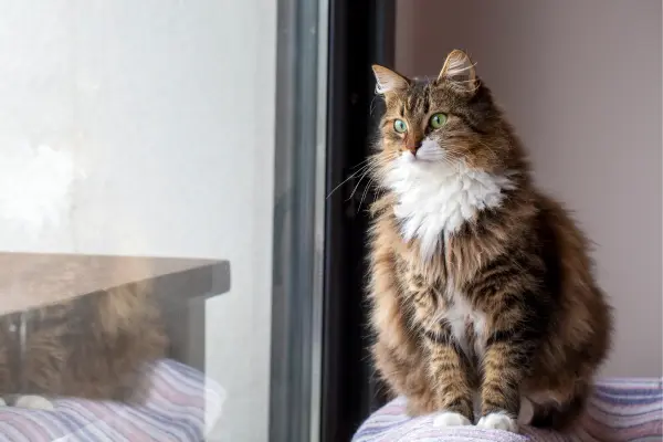 Norwegische Waldkatze 3 Norwegische Waldkatze sitzt auf der Fensterbank und schaut nach draußen