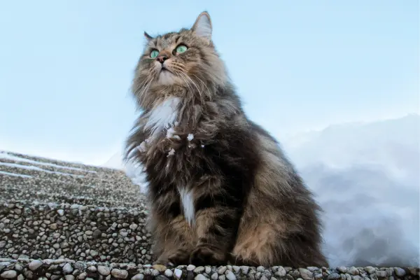 Norwegische Waldkatze 5 Norwegische Waldkatze sitzt auf einer Steinstufe. Im Hintergrund ist Schnee