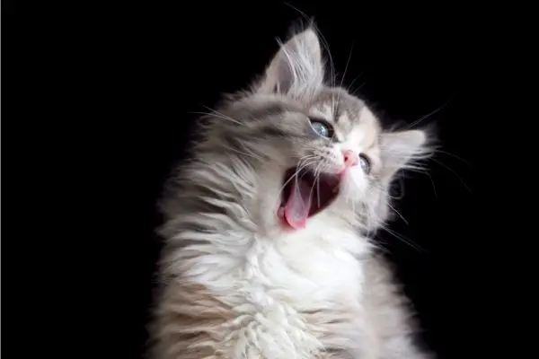 Ragdoll: Kitten sitzt vor schwarzem Hintergrund, schaut zur rechten Seite und gähnt