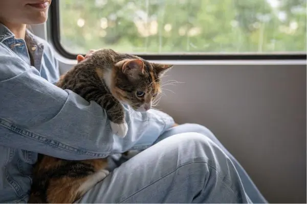 Rollige Katze:<br />
Auf dem Schoß in der Bahn und versucht herauszuklettern