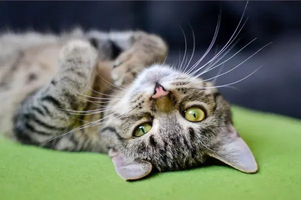 Rollige Katze: liegt mit dem Rücken auf grünem Boden und schaut den Betrachter an