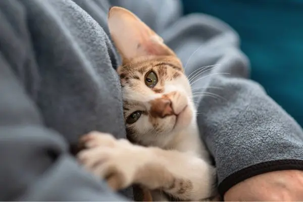Rollige Katze: auf dem Schoß mit einer Pfote ausgestreckt, schaut hoch zum Menschen