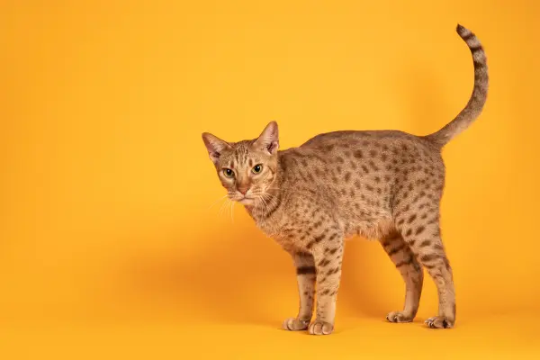 Ocicat steht vor einem orangen Hintergrund