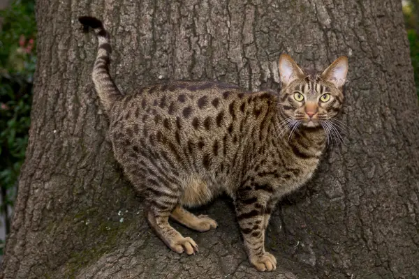 Ocicat steht vor einem Baum