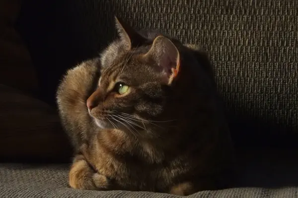 Ocicat liegt in einer dunklen Ecke