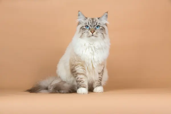 Sibirische Katze vor einem brauen Hintergrund