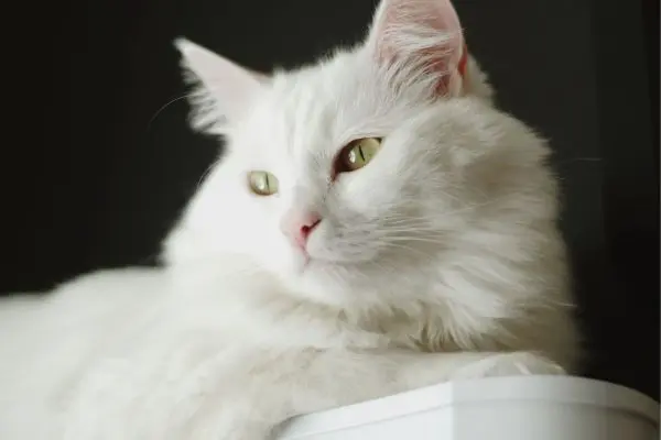 ägyptische-mau5 Katze sitzt vor einem grauen Hintergrund