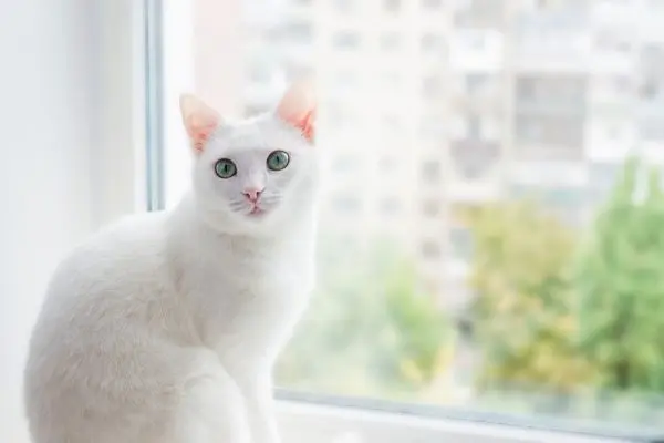 ägyptische-mau4 Eine Katze liegt in einer weißen Decke und schaut in die Kamera