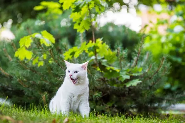 ägyptische-mau3 Eine Katze liegt auf einer Straße im Hintergrund ist ein Haus