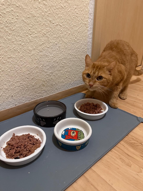 Charlie testet das Pulled Beef Sorte Beef von Leonardo