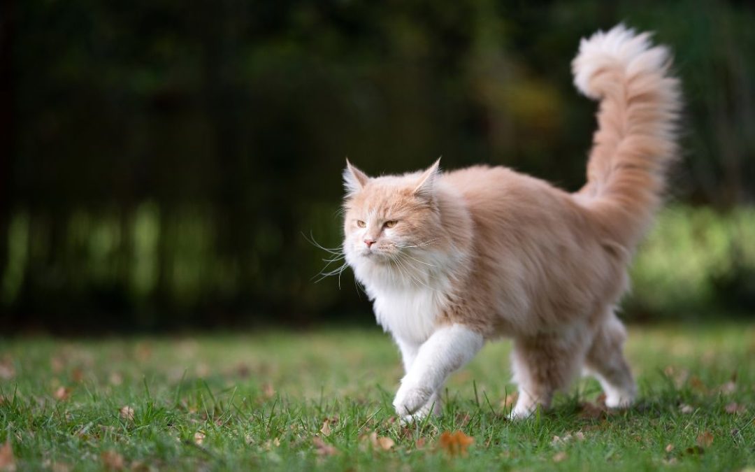 Katze wackelt mit dem Schwanz: Katze läuft über den Rasen mit erhobenem Schwanz