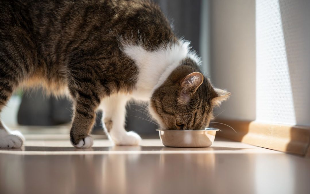 Fressverhalten Katze: Katze friss aus Napf