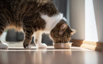 Katzen und ihr Fressverhalten