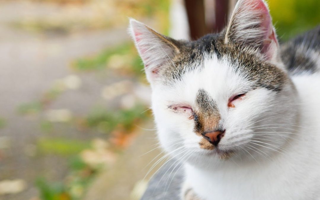 Katze verklebte Augen: gefleckte Katze mit verklebten Augen