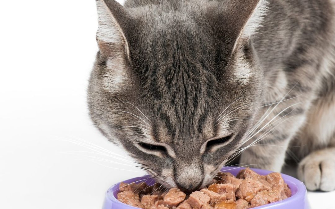 Nassfutter für Katzen. Katze frisst aus Napf