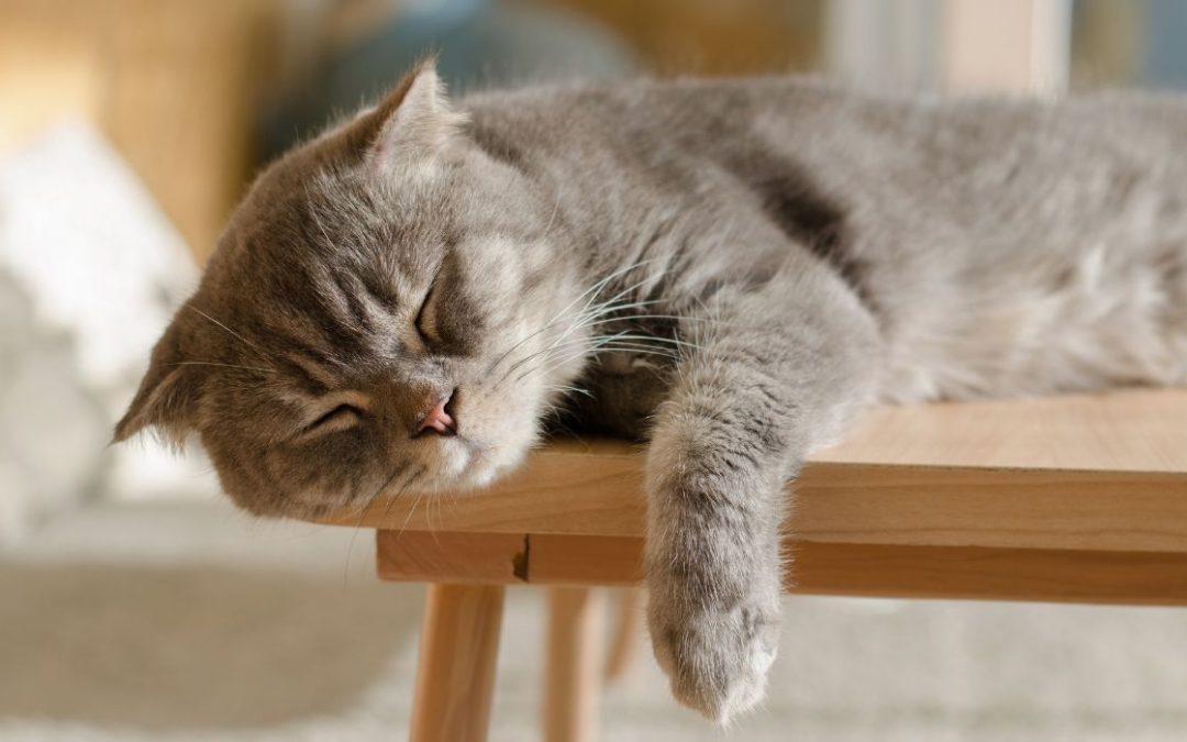 Wie lange schläft eine Katze: Katze schläft auf Bank