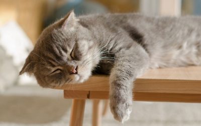 Wie lange schlafen Katzen eigentlich?