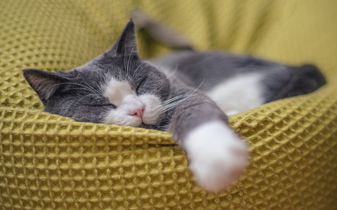 Baldrian für Katzen: Katze liegt entspannt auf einem Kissen