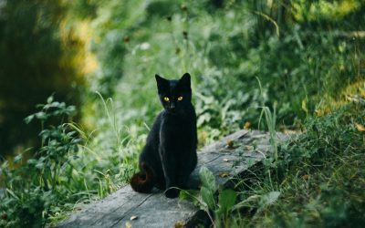 Freigängerkatzen