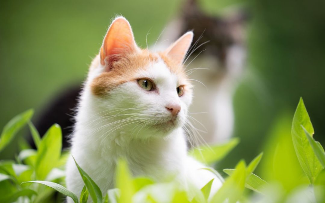 Heilerde für Katzen: Nahaufnahme einer Katze, die im Gebüsch sitzt