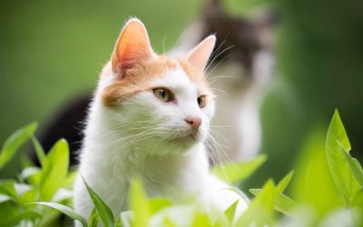 Heilerde für Katzen