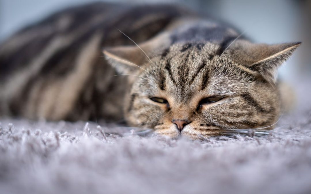 Katze Bauchschmerzen Hausmittel: Graue Katze liegt auf einem grauen Teppich