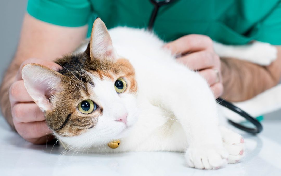 Katze bekommt schlecht Luft Hausmittel: Katze wird von einem Tierarzt abgehört