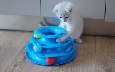Katzen beschäftigen: Kreative Ideen zur Katzenbeschäftigung