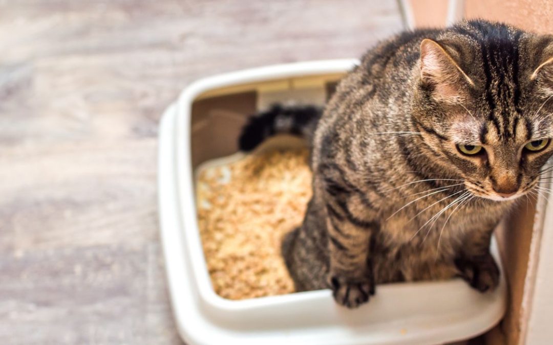 Katze hat Blut im Stuhl: Katze sitzt in einem Katzenklo