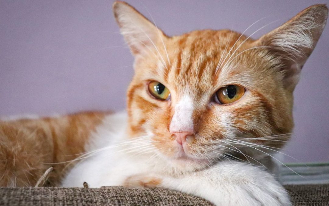 Katze ist erkältet: Katze liegt auf Sofa und hat Ausfluss in der Nase
