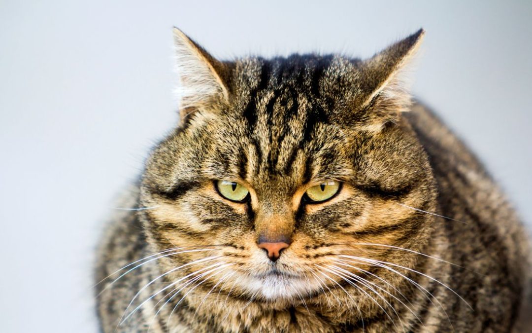 Katze mit Übergewicht: schaut in die Kamera