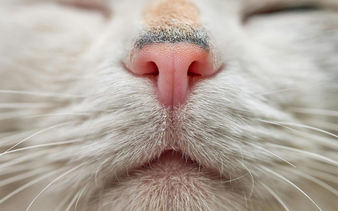 Katze Nase läuft: Nase einer Katze mit hellem Fell in der Nahaufnahme